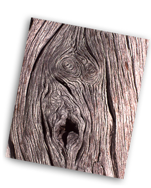 Tree Bark Knots
